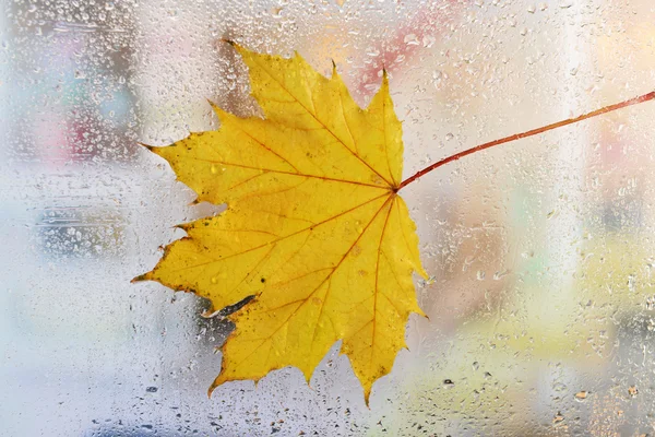 Hoja de otoño en vidrio de ventana —  Fotos de Stock