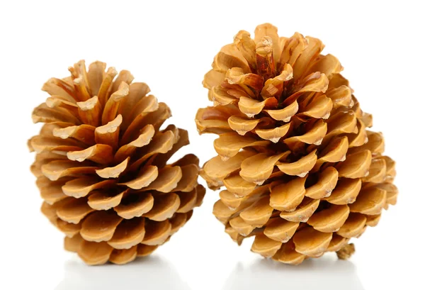 Two pine Cones — Stock Photo, Image