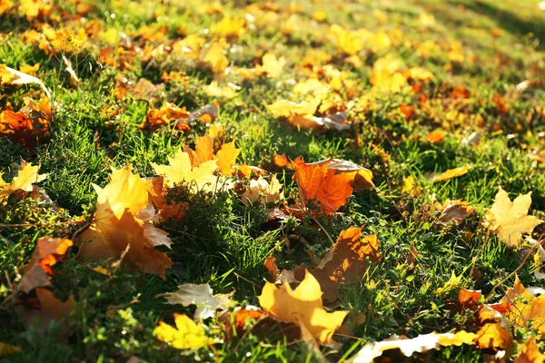 Hermosas hojas de otoño — Foto de Stock