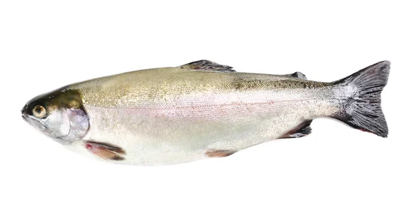 Frischer Forellenfisch — Stockfoto