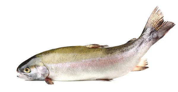 Färska öring fisk — Stockfoto