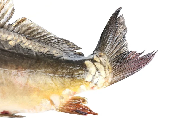 Färska karp fisk — Stockfoto