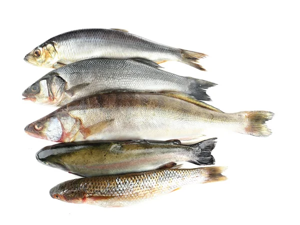 Fresh fish — Stock Photo, Image