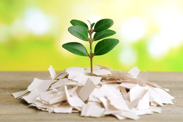 Plant growing from paper — Stock Photo, Image