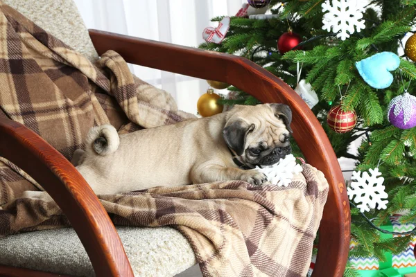 Playful pug dog near Christmas tree — Stock Photo, Image