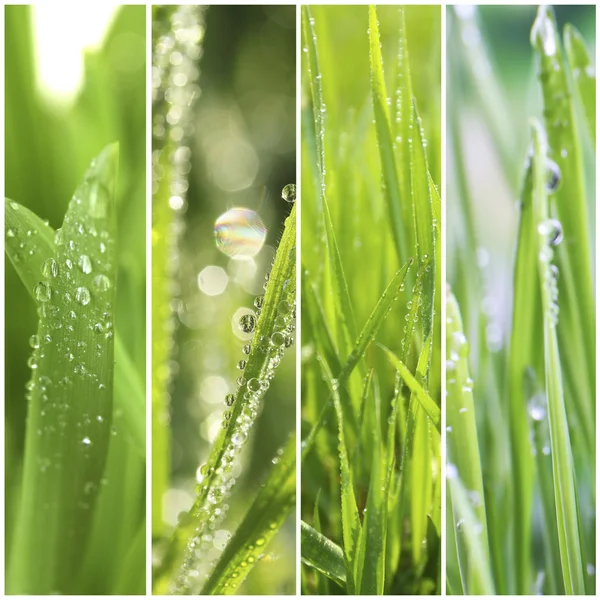 水滴のある草 — ストック写真