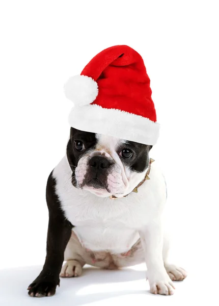 Bulldog francês em chapéu de Papai Noel — Fotografia de Stock
