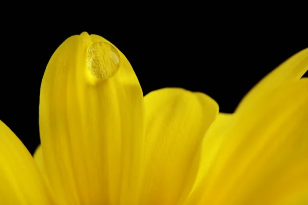 Gota de agua sobre flor amarilla — Foto de Stock