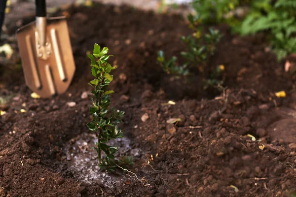 Trädplantering i trädgården — Stockfoto