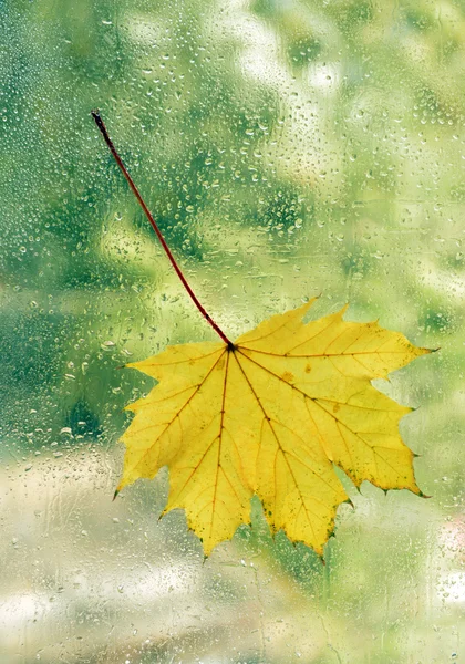 Folha de outono na janela — Fotografia de Stock