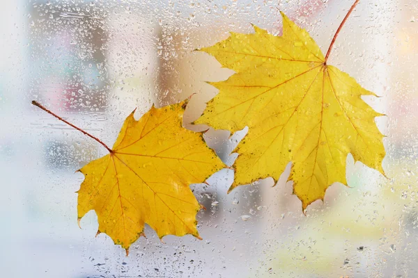 Hoja de otoño en ventana —  Fotos de Stock