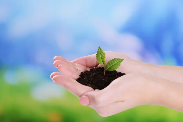 Plant in hands — Stock Photo, Image