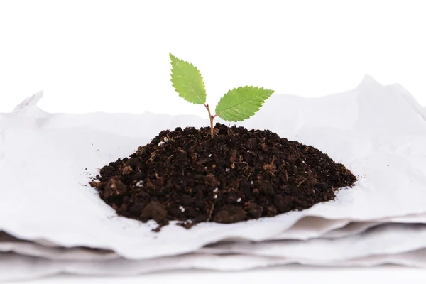 Plant growing from paper — Stock Photo, Image