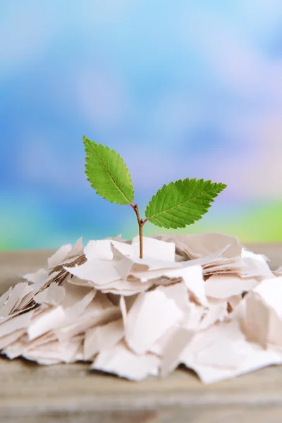 Plant groeit van papier — Stockfoto