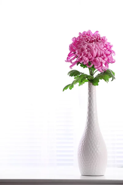 Красивый цветок в вазе — стоковое фото