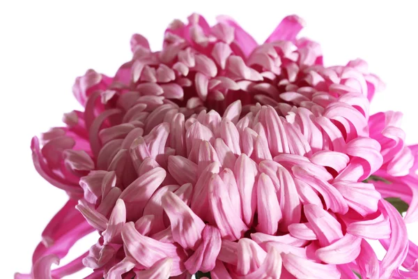 Vacker rosa blomma — Stockfoto