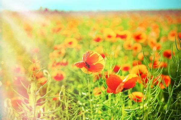 Flores de amapola — Foto de Stock