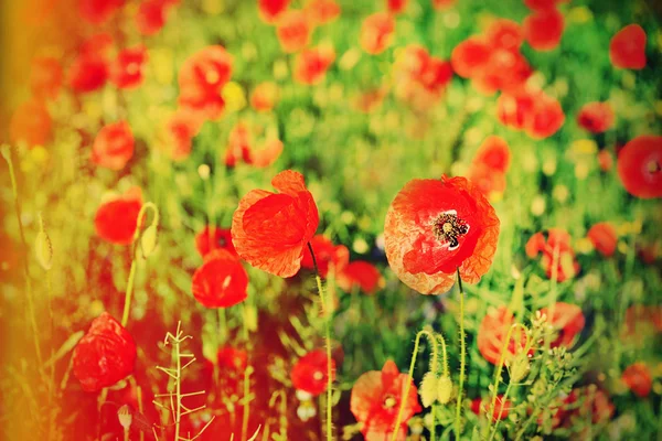 Poppy flowers — Stock Photo, Image