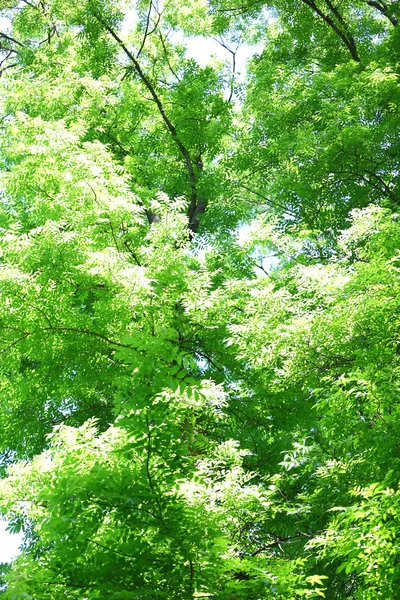 Trees in forest — Stock Photo, Image