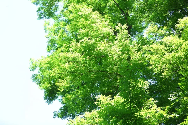 Tree — Stock Photo, Image