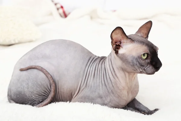 Schöne graue Sphinx-Katze — Stockfoto