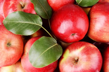 Olgun Kırmızı Elmalar