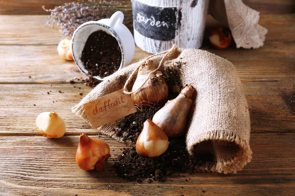 Blomsterlökar med jord på säckväv servett — Stockfoto