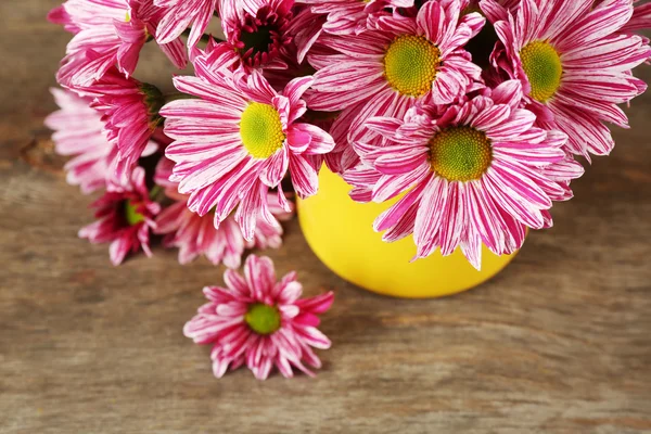 Bellissimo crisantemo in vaso — Foto Stock