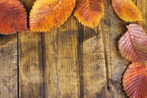 Sarı sonbahar yaprakları — Stok fotoğraf