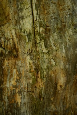 ahşap doku yakın çekim