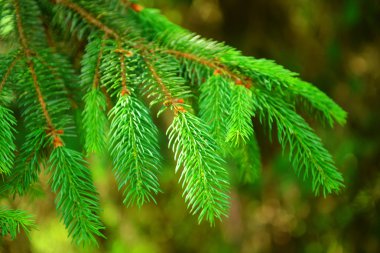 güzel ağaç dal açık havada