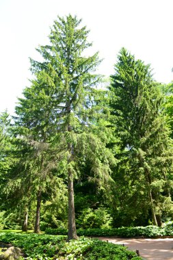 Güzel park açık havada