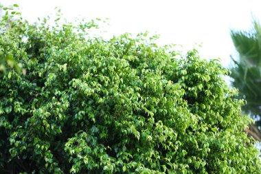 güzel yeşil çalı