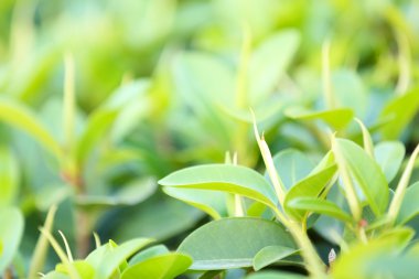 güzel yeşil çalı