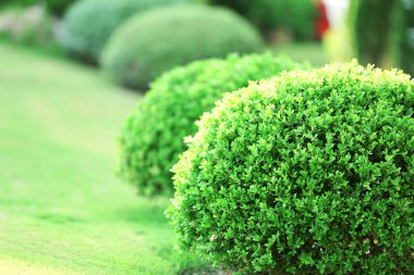 Yemyeşil bahçe çalıların