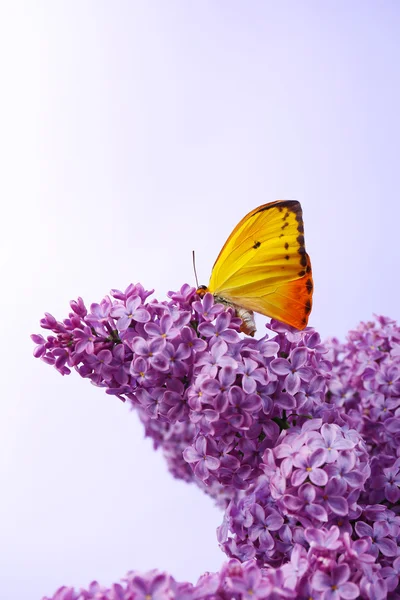 Papillon sur fleurs lilas — Photo