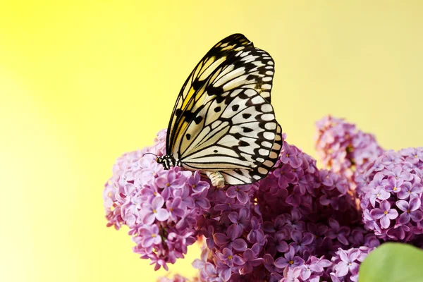 Borboleta sentado em flores lilás — Fotografia de Stock