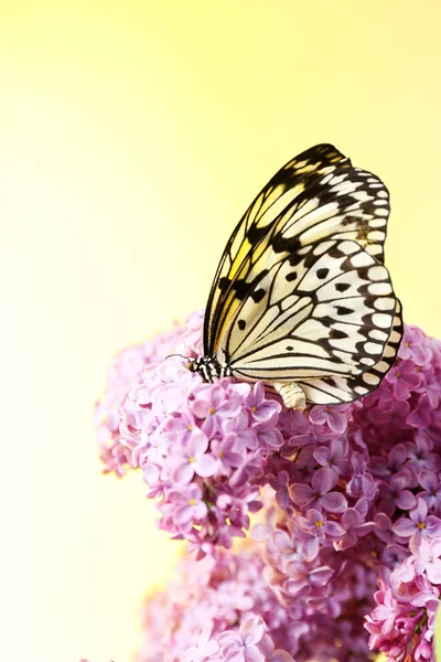 Eflatun çiçekler üzerinde oturan kelebek — Stok fotoğraf