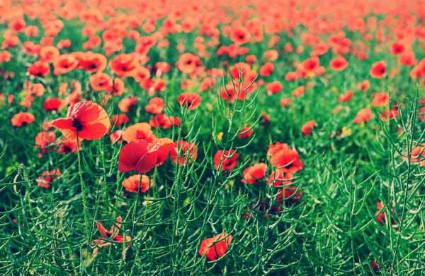 Flores de amapola roja — Foto de Stock