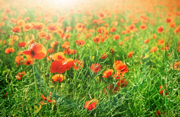 Flores de amapola roja — Foto de Stock