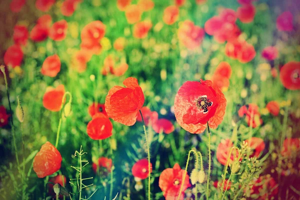 Red poppy flowers — Stock Photo, Image