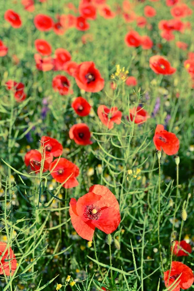 Flores de amapola roja — Foto de Stock