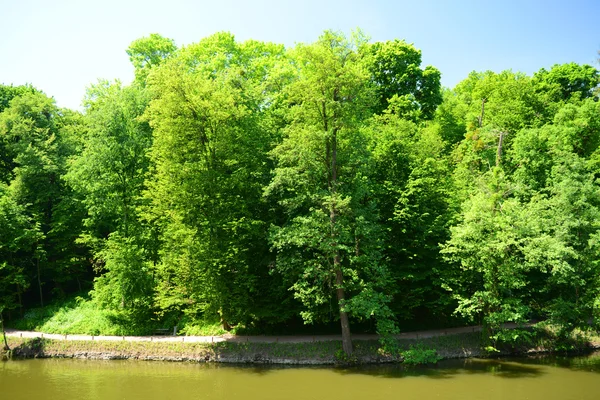 Lagoa com plantas no parque — Fotografia de Stock