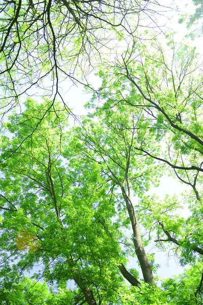 숲에서 아름 다운 나무 — 스톡 사진