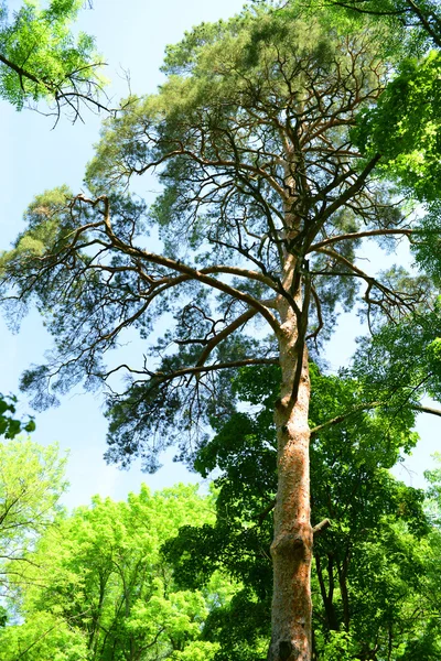 Vackra träd i skogen — Stockfoto