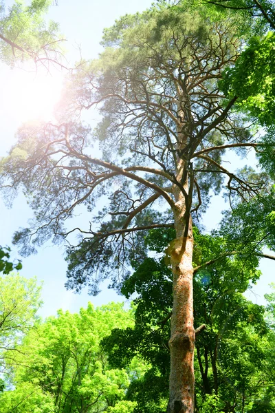 Belas árvores na floresta — Fotografia de Stock