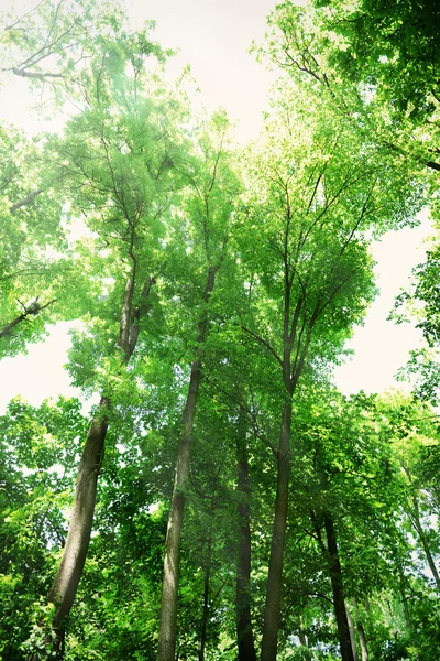 Bellissimi alberi nella foresta — Foto Stock