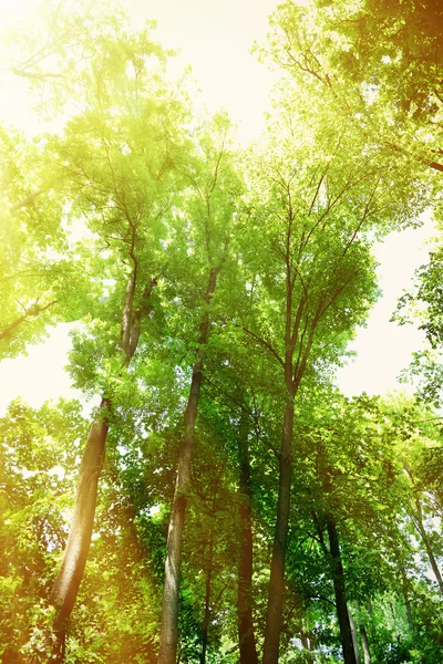 Krásné stromy v lese — Stock fotografie