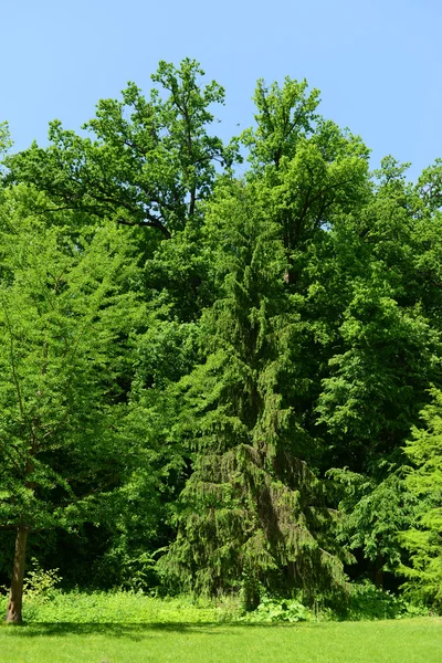 Hermoso parque al aire libre — Foto de Stock