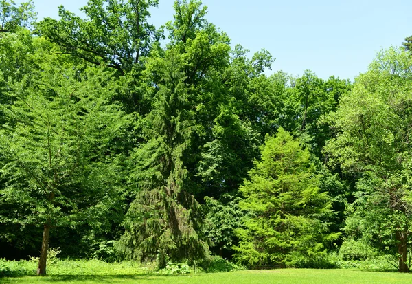 Schöner Park im Freien — Stockfoto